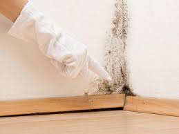 Reliable Brices Creek, NC Mold Removal Services Solutions